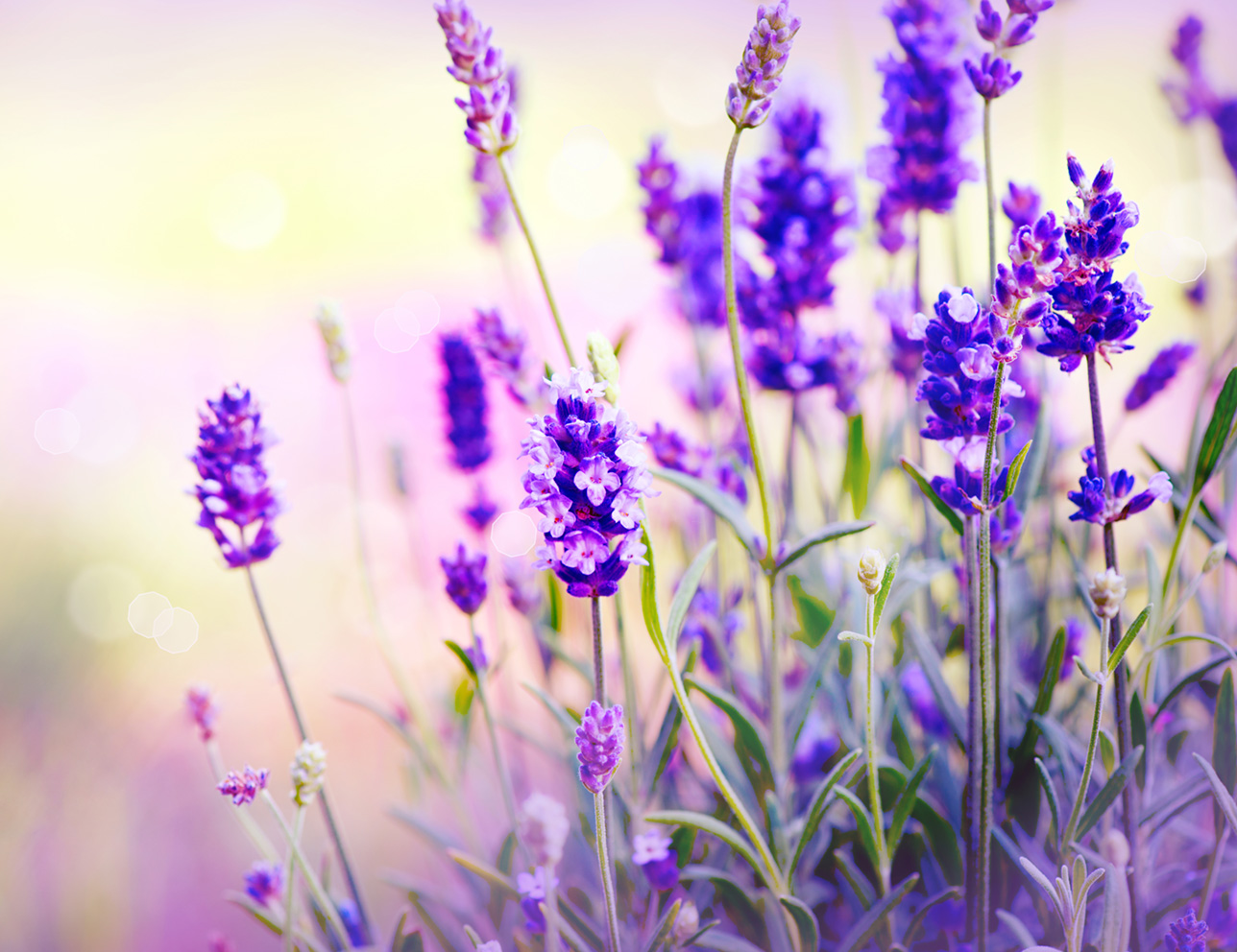 Tranh dán tường hoa Lavender